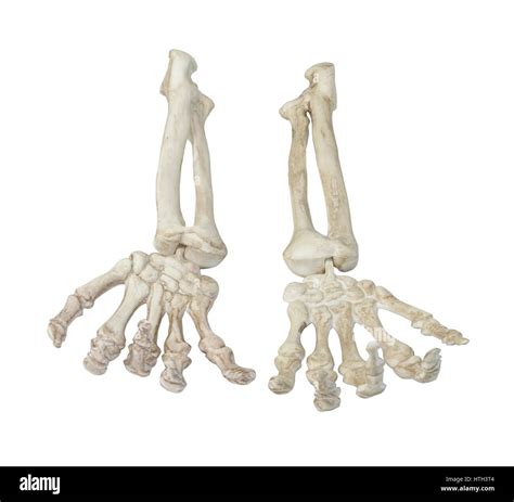 Hand Skeleton Images – Hand Anatomy – AFCBA