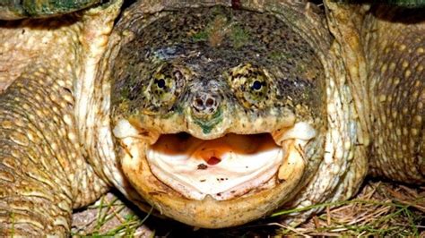 Image result for Eating Snapping Turtles