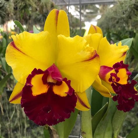 Rlc. Yingluck Smile X Rlc. Toshie Aoki – EXOTICA ORCHIDS