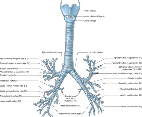 Lungs, bronchi and trachea - Clinical Tree