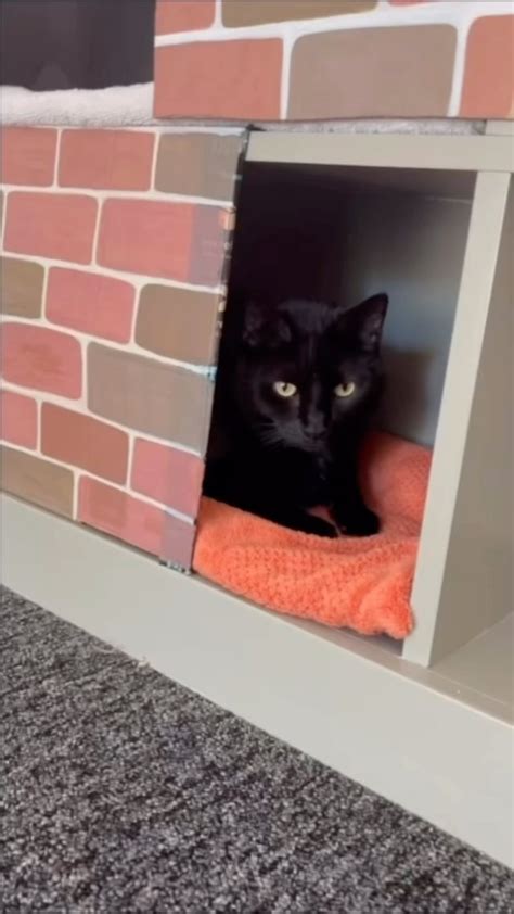 Kenny the Cat | The Tuna #cats #catsofinstagram #tunasofinstagram #tuna ...