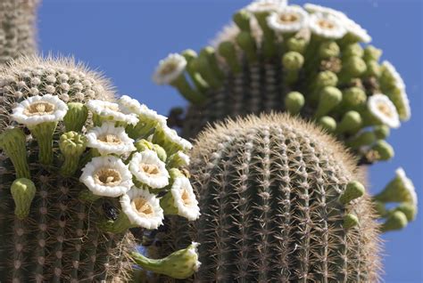 State Arizona Flower
