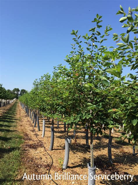 Amelanchier grandiflora | Serviceberry | Autumn Brilliance | Single ...