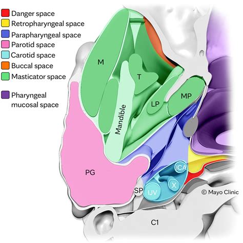 Head and neck fascial layers and the spaces they create in 3-dimensions: an anatomic model ...