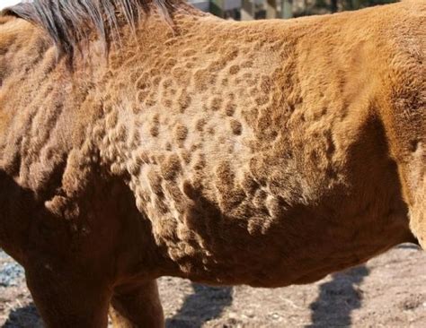 a brown horse standing on top of a dirt field