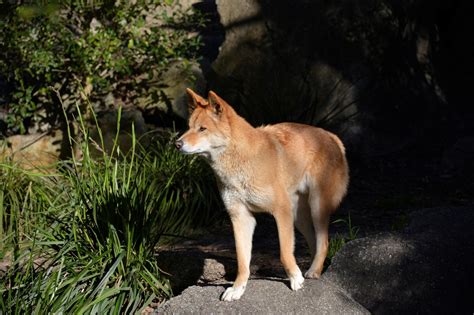 Australian tourist fined for feeding dingo on Fraser Island