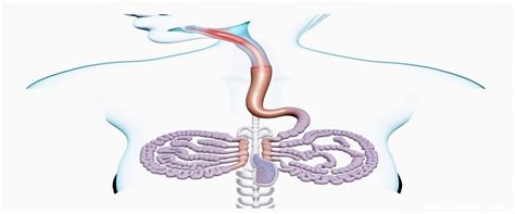 Image result for Diffusion Digestive System
