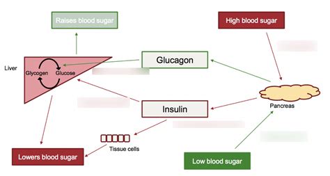 Image result for Normal Liver Function