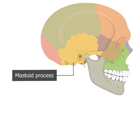 Image result for Temporal Bone Mastoid Process