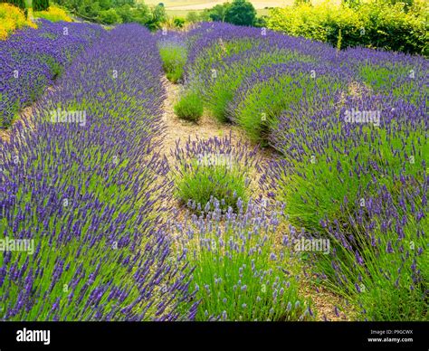 Lavender plants variety Lavandin Grosso as grown in Provence in full ...