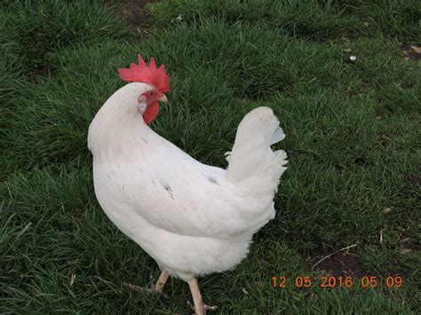 White Leghorn Point of Lay Chickens For Sale at Moonridge Farm Devon