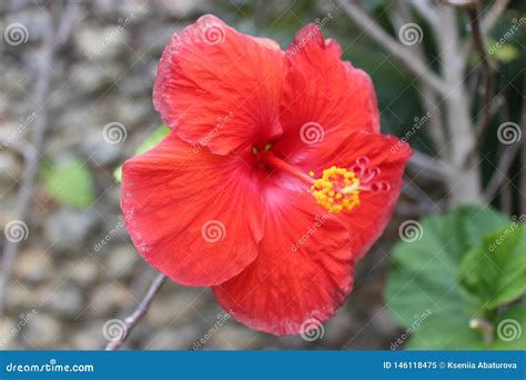 Dominican tropical flower stock image. Image of common - 146118475