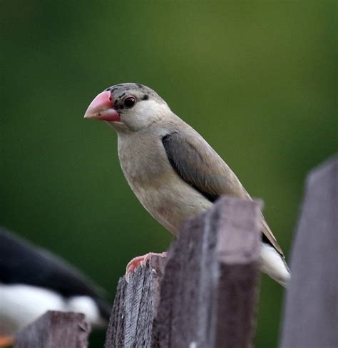 Image result for Java Sparrow Bird
