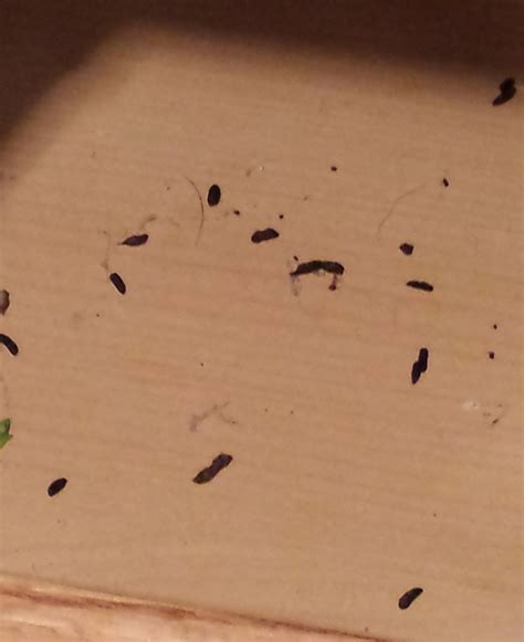 Cockroach Mouse Droppings