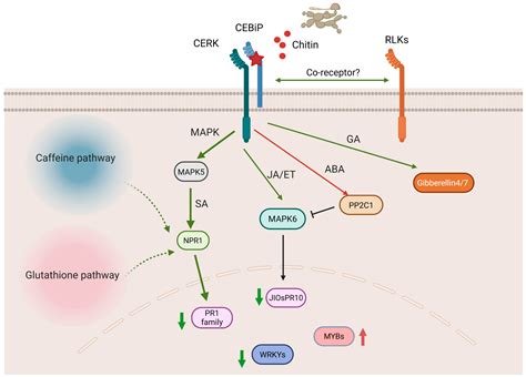Integrated Transcriptomic and Metabolomic Analysis Reveals the ...