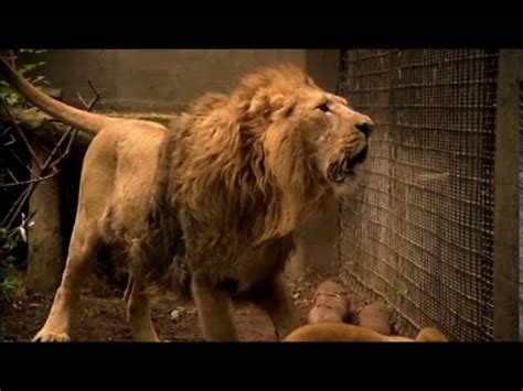 Tree Creeper vs Future Predator 的图像结果