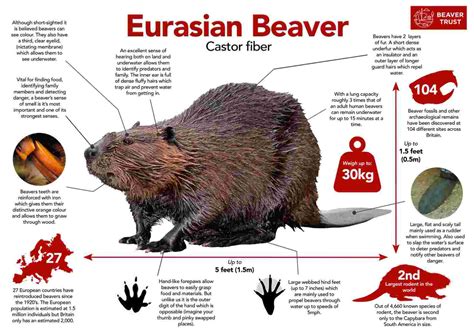Resources - Beaver Management
