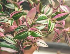 Image result for Best Place to Plant Wandering Jew