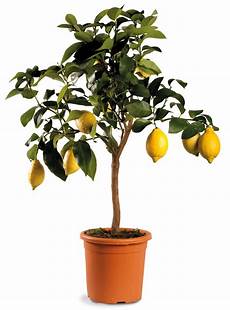 albero di limoni in vaso pianta di agrumi limone vaso 20 linea verde albero di limoni in vaso pianta di agrumi limone vaso 20 linea verde
