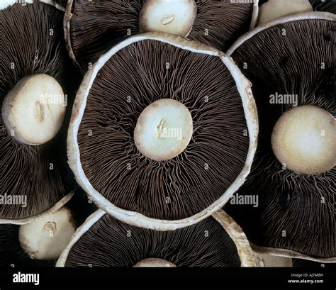 Mushroom gills hi-res stock photography and images - Alamy