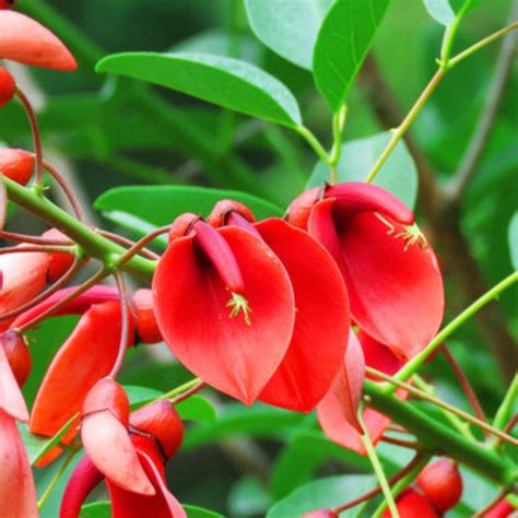 Buy Frosty Pink Angel Trumpet Plant Online in India - Fragrant & Showy ...