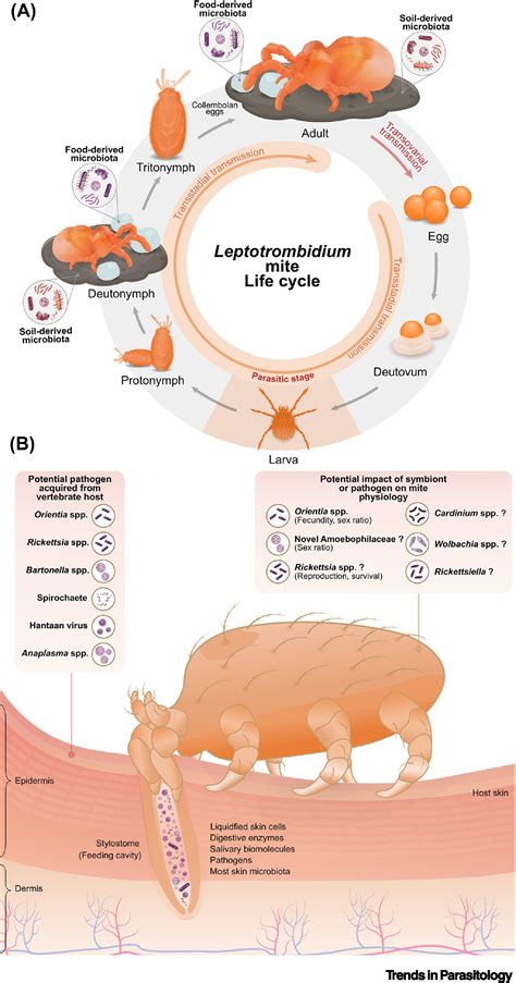 The chigger microbiome: big questions in a tiny world: Trends in ...