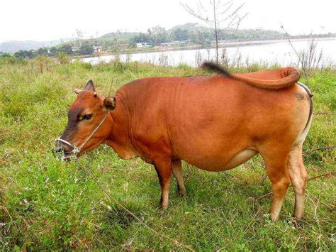 终于轮到我鲁西牛了，当年水浒好汉吃的都是我鲁西牛的肉_黄牛