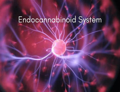 Endocannabinoid System: Key Functions & Recent Findings – CBD Shop of ...