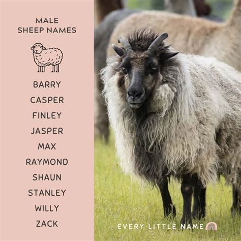 180+ Best Sheep Names (Cute, Funny, and Creative) - Every Little Name