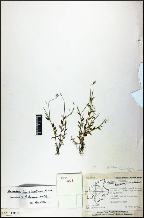 Herbarium JCB