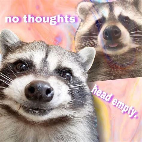 Silly Raccoons with No Thoughts Head Empty