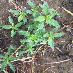 Image result for Arduino Weed Identifier Python