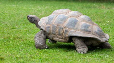 Tortoise Walking Free Stock Photo - Public Domain Pictures