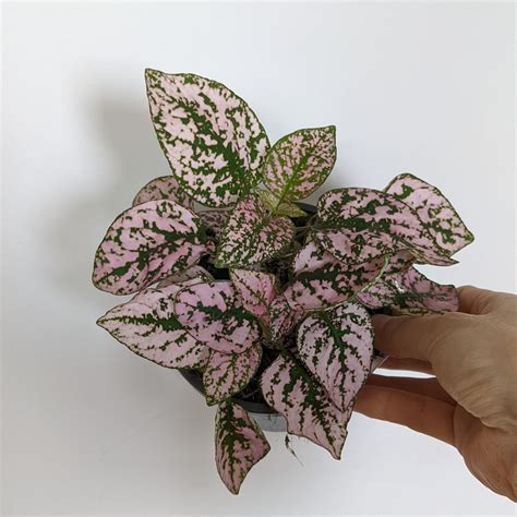 Hypoestes phyllostachya (Polka Dot Plant) 'Pink Splash' - 12cm ...