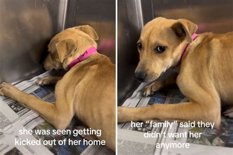 怖がって犬小屋の隅に留まり、震えが止まらずに涙する保護犬