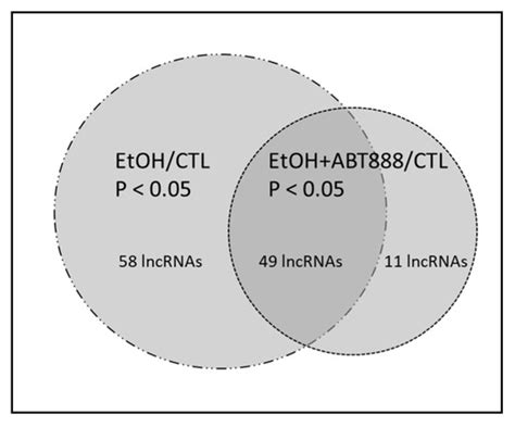 Ethanol- and PARP-Mediated Regulation of Ribosome-Associated Long Non ...