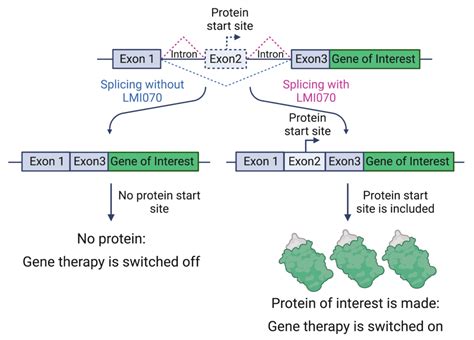 Basic Process of Gene Therapy 的图像结果