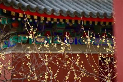 北京的春天，春天是个百花盛开，莺飞燕舞的季节……__财经头条