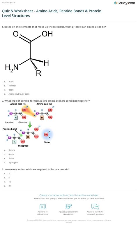 Quiz & Worksheet - Amino Acids, Peptide Bonds & Protein Level ...