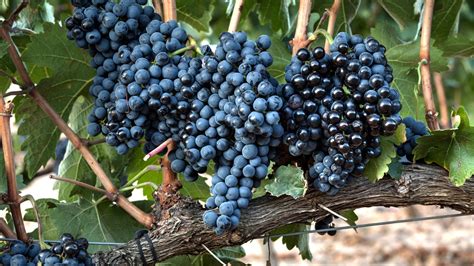 Tempranillo - Exploring Top Wines & Growing Regions