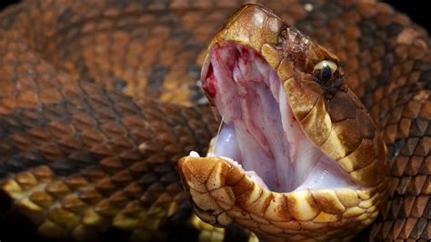 Virginia woman snaps stunning photo of venomous cottonmouth snake baring its fangs | Fox News - venom of water moccasin
