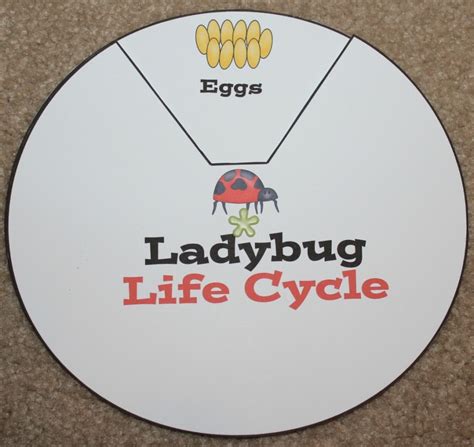 Image result for Ladybug Life Cycle Printable