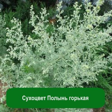 КАК ПОЛЫНЬ НЕЧИСТЬ ИЗ ДОМА ПОМОГАЕТ ВЫГНАТЬ. Вроде бы рвешь ...