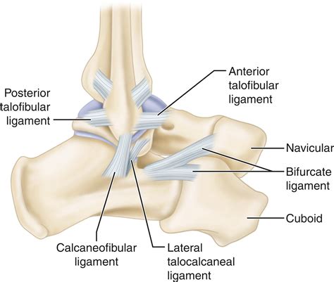 Sports Injuries of the Ankle - Clinical Tree