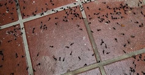 Invasión de hormigas voladoras en el AMBA: las zonas más afectadas ...