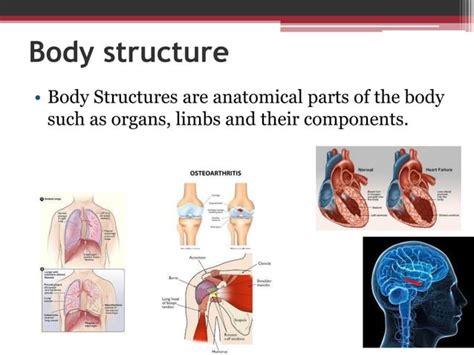 Image result for ICF Body Structure and Function