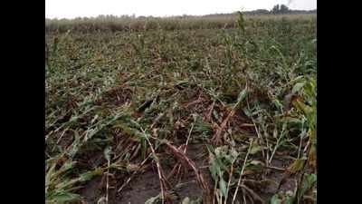 Karnataka: Unseasonal rain dashes ryots’ hope of a rich rabi harvest ...