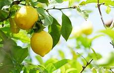 coltivare limoni in vaso limone in vaso come fare cure naturali it coltivare limoni in vaso limone in vaso come fare cure naturali it