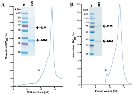 Overproduction of Human Zip (SLC39) Zinc Transporters in Saccharomyces ...