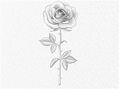 Image result for Rose Drawing Tutorial